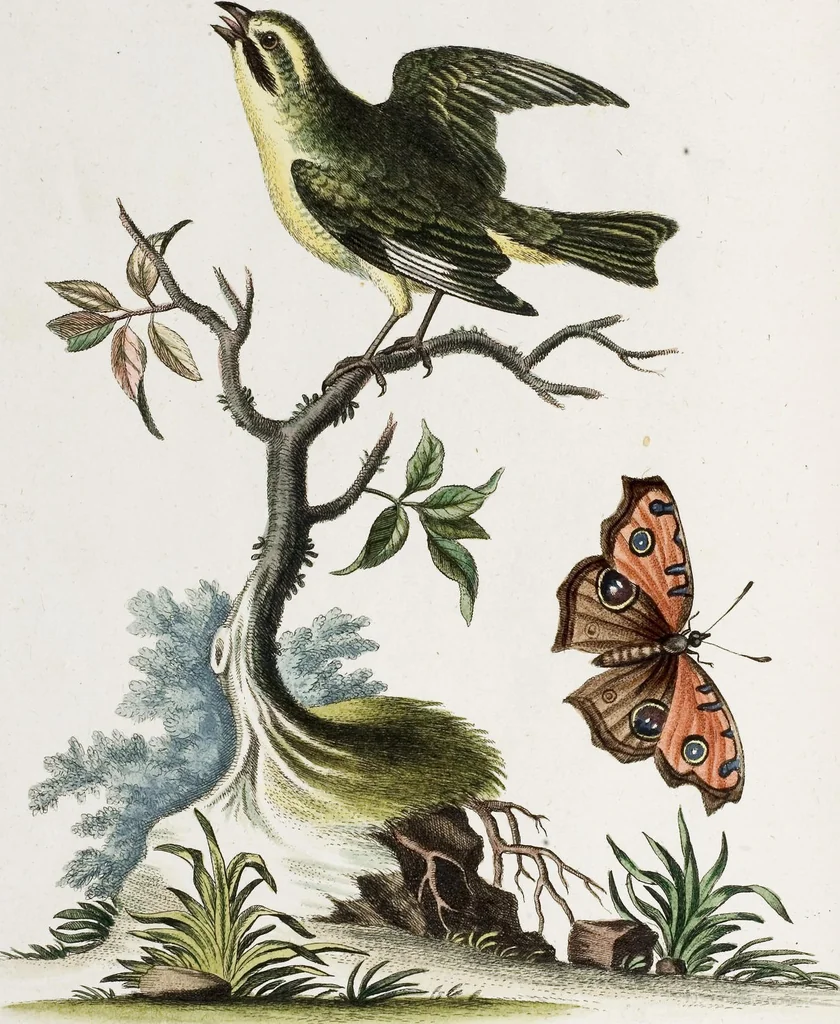 An illustration from (Band 4), 1755, leaf 26