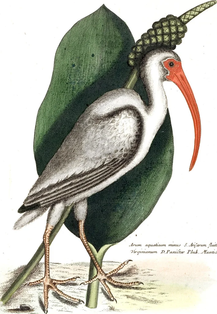 An illustration from (Band 4), 1755, leaf 29