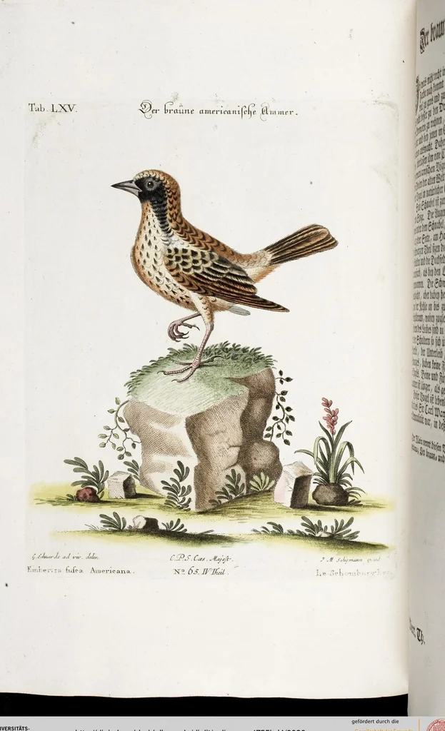 An illustration from (Band 4), 1755, leaf 30