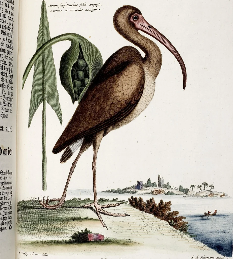 An illustration from (Band 4), 1755, leaf 33
