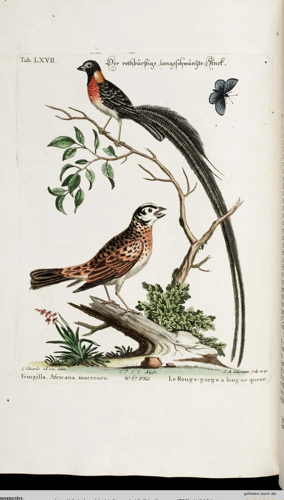 An illustration from (Band 4), 1755, leaf 34