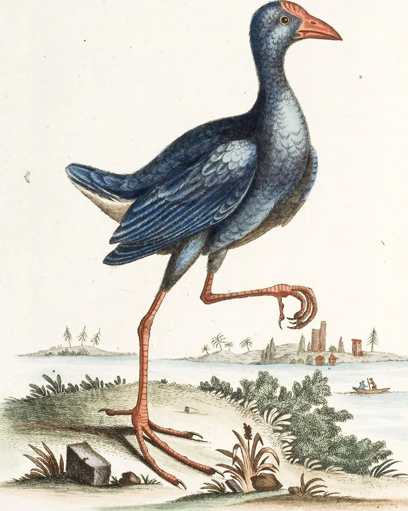 An illustration from (Band 4), 1755, leaf 38