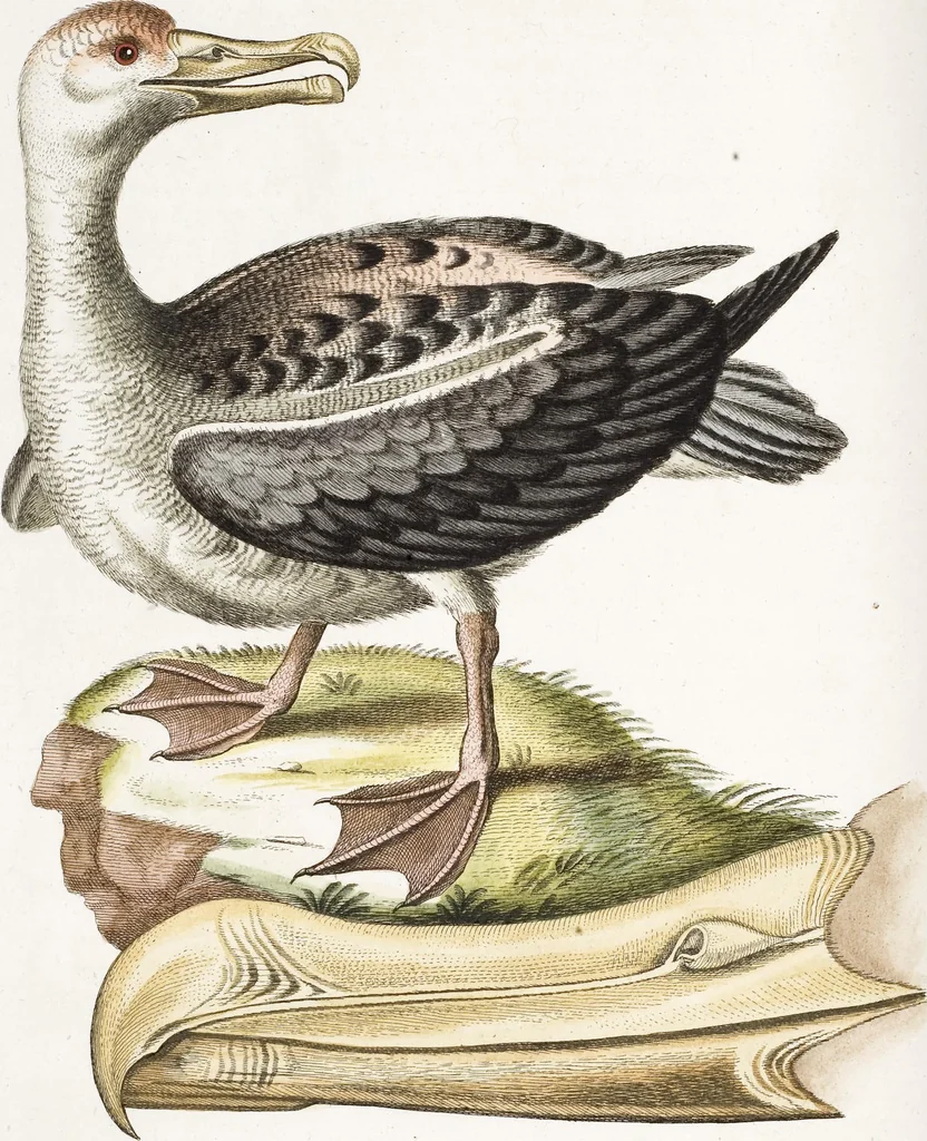 An illustration from (Band 4), 1755, leaf 42
