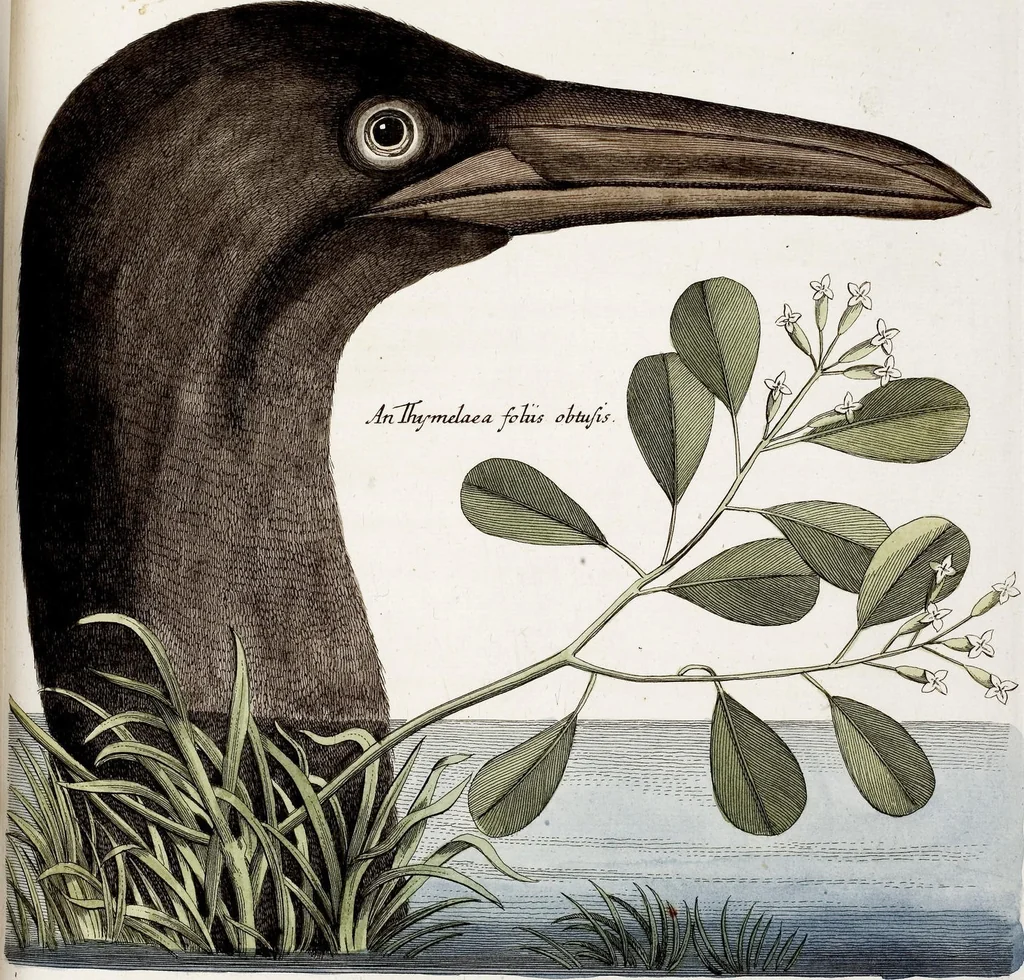 An illustration from (Band 4), 1755, leaf 45