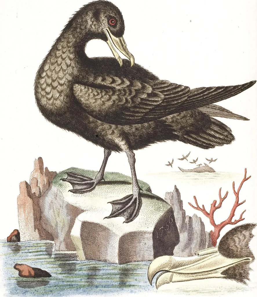 An illustration from (Band 4), 1755, leaf 46