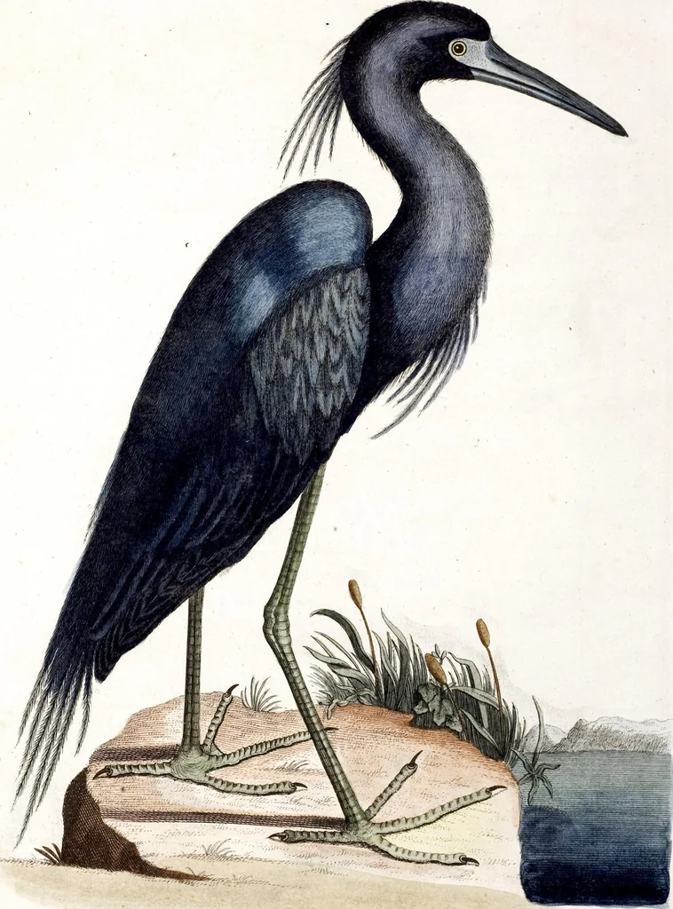 An illustration from (Band 4), 1755, leaf 5