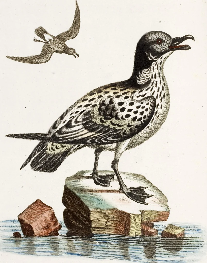 An illustration from (Band 4), 1755, leaf 50