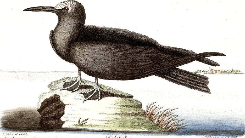 An illustration from (Band 4), 1755, leaf 53