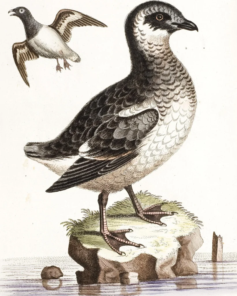 An illustration from (Band 4), 1755, leaf 54