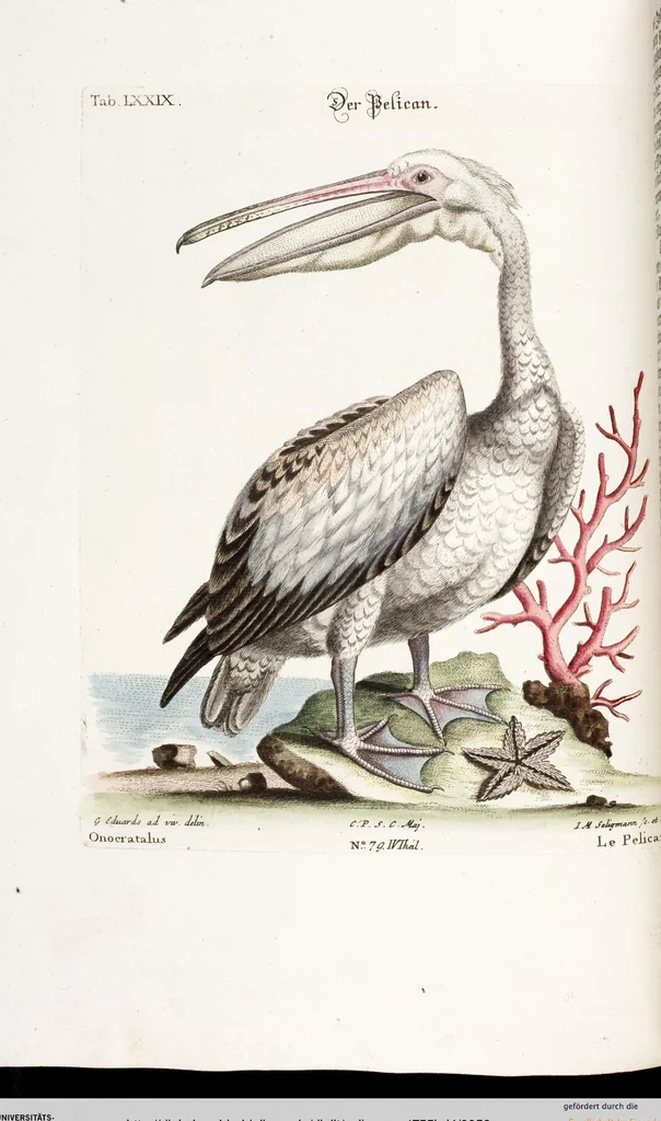 An illustration from (Band 4), 1755, leaf 58