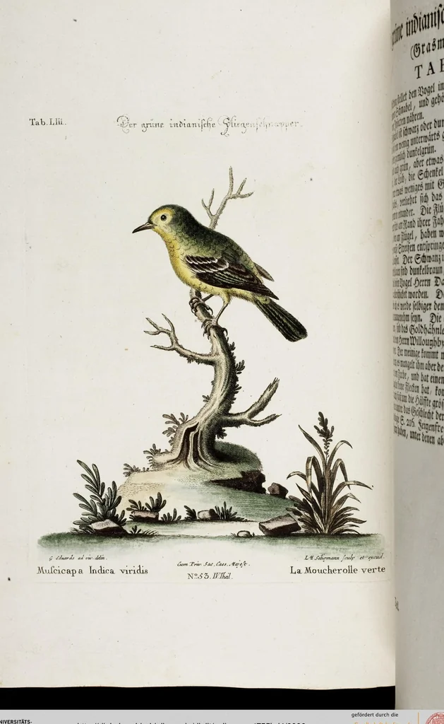 An illustration from (Band 4), 1755, leaf 6