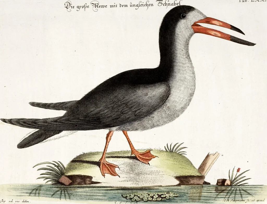 An illustration from (Band 4), 1755, leaf 61