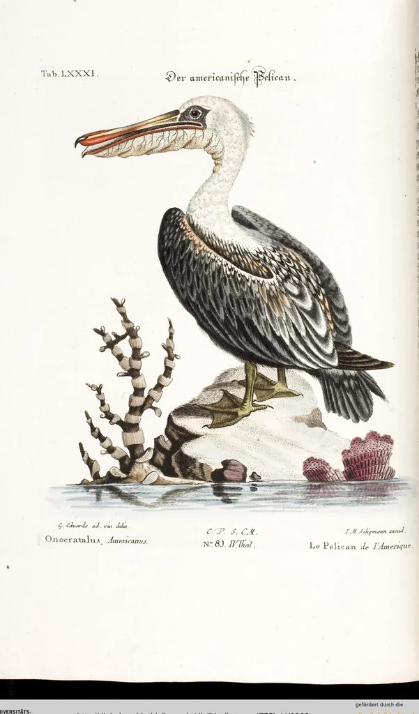 An illustration from (Band 4), 1755, leaf 62