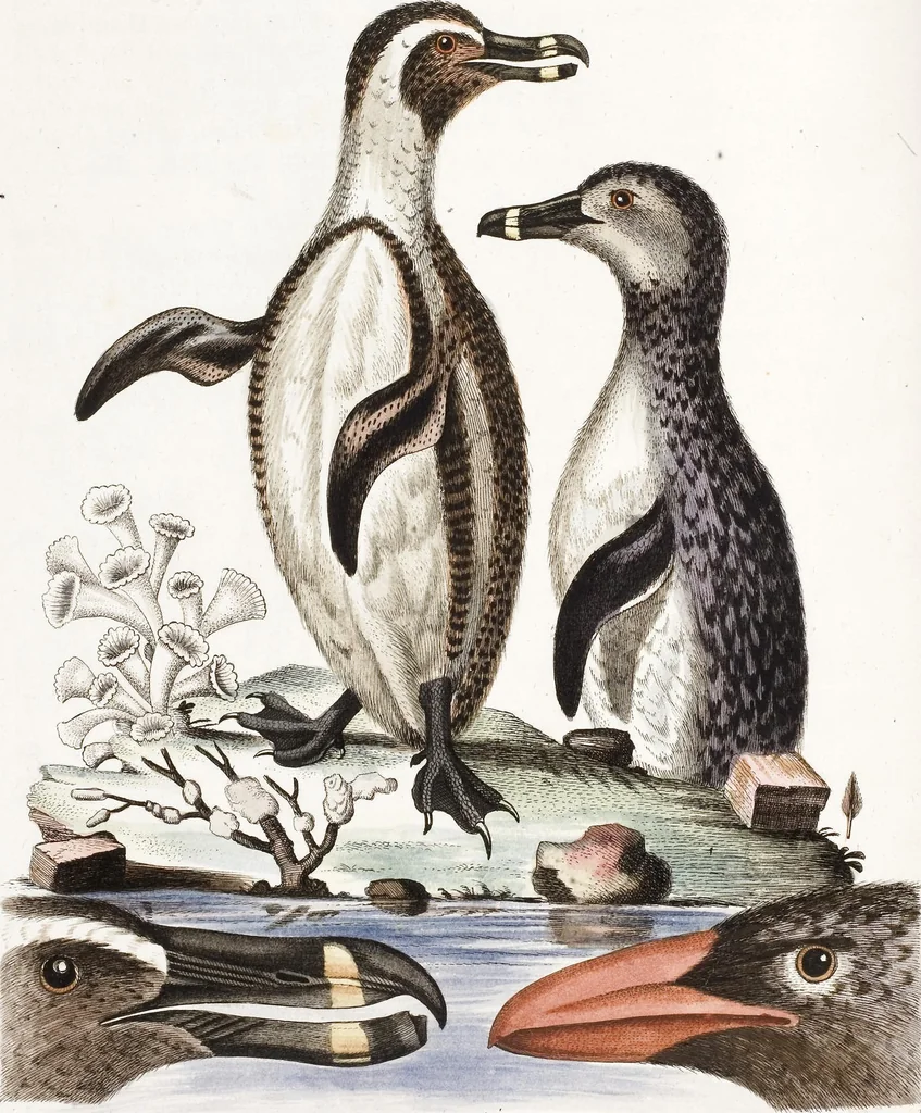 An illustration from (Band 4), 1755, leaf 66