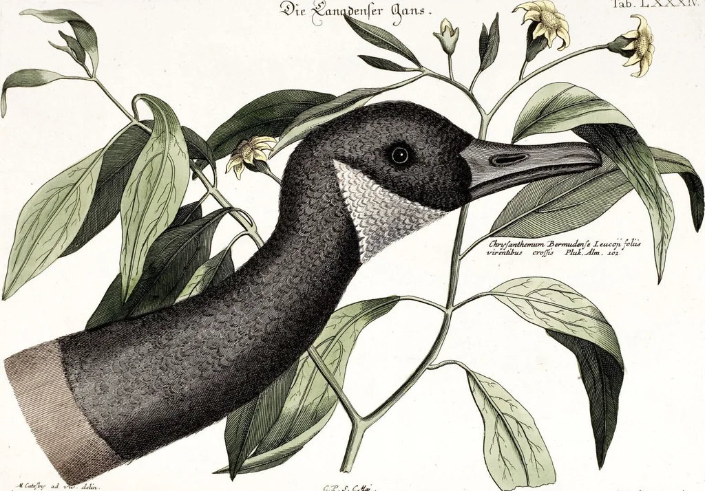 An illustration from (Band 4), 1755, leaf 69