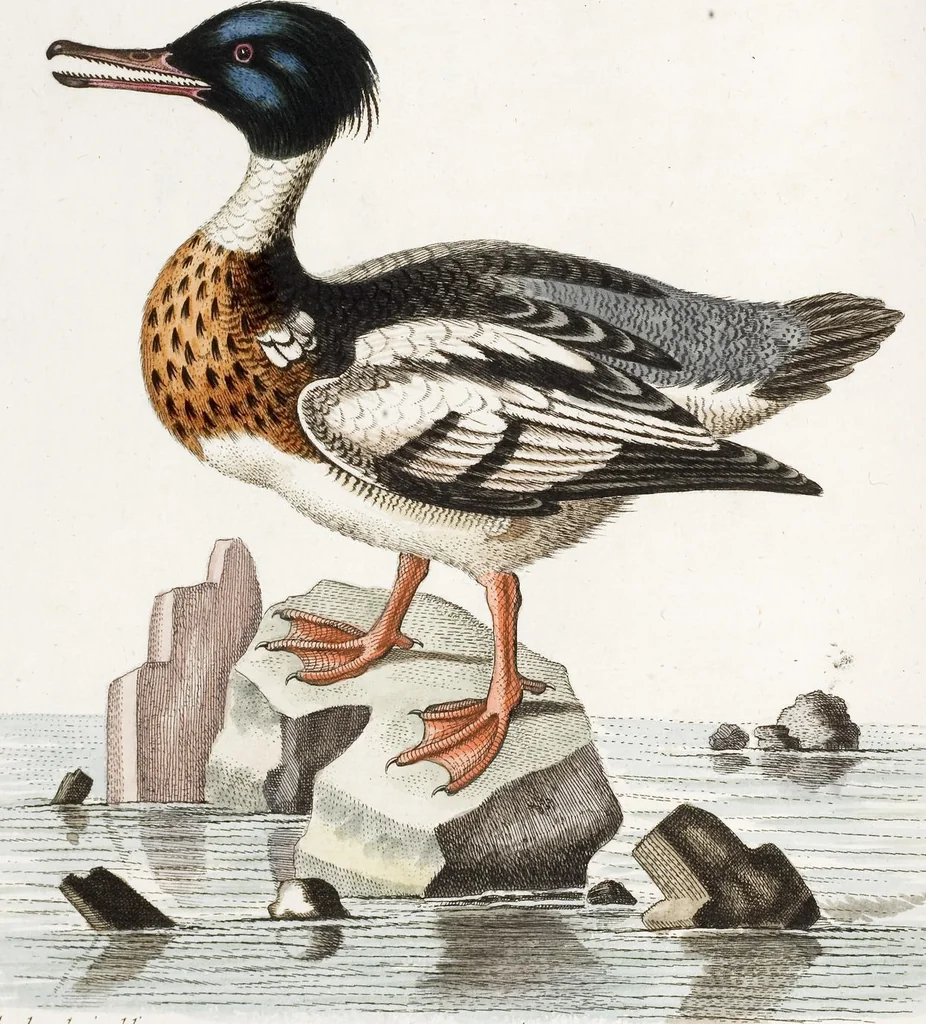 An illustration from (Band 4), 1755, leaf 70