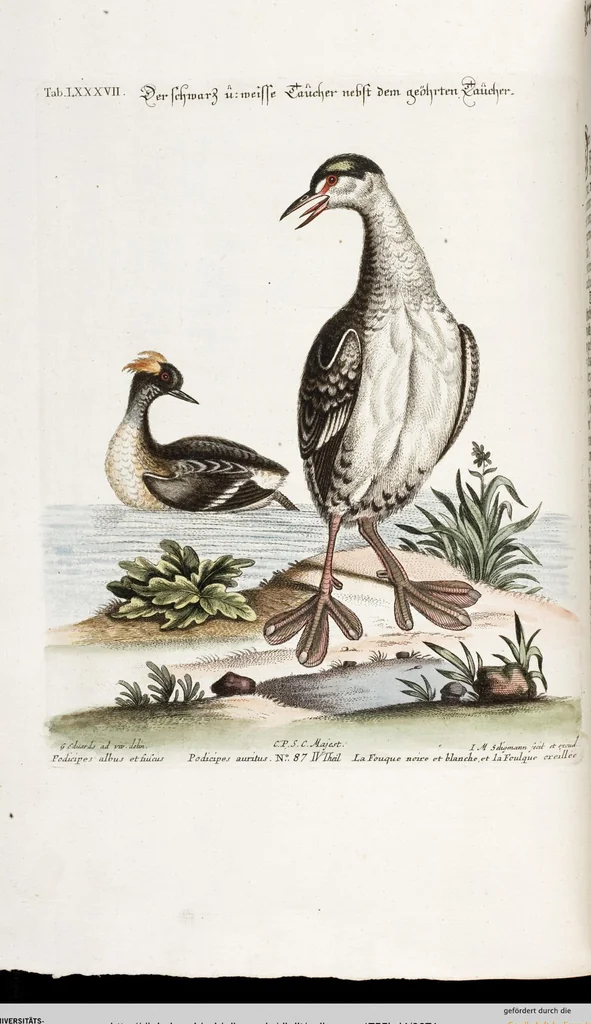 An illustration from (Band 4), 1755, leaf 74