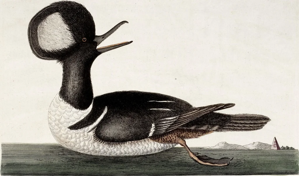 An illustration from (Band 4), 1755, leaf 77