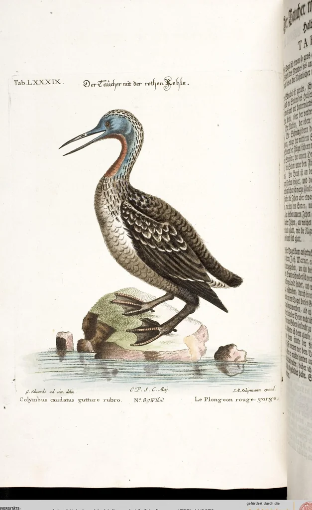 An illustration from (Band 4), 1755, leaf 78