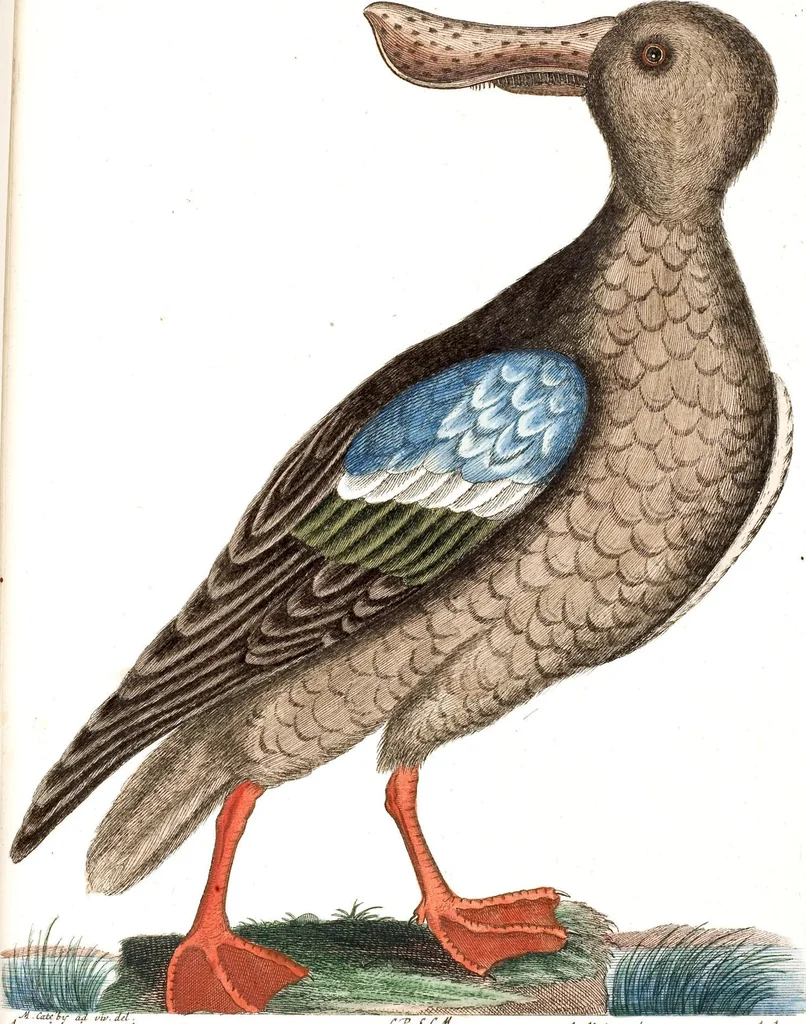 An illustration from (Band 4), 1755, leaf 85