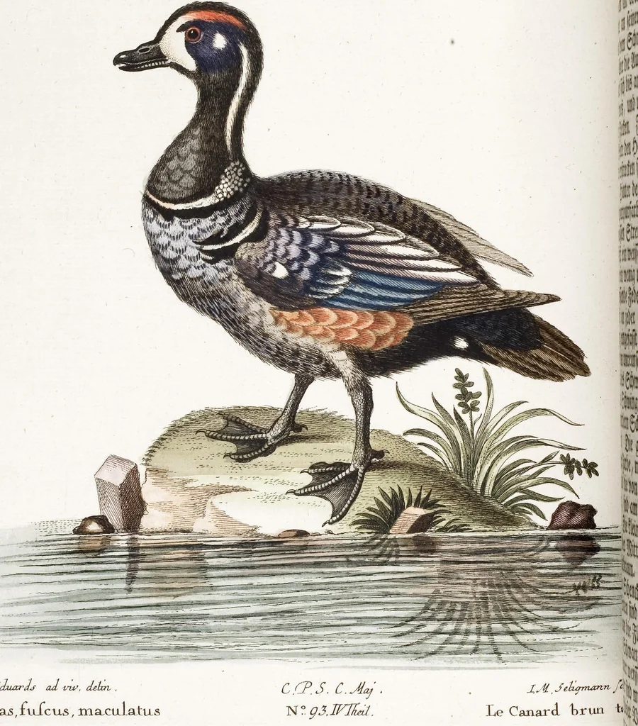An illustration from (Band 4), 1755, leaf 86