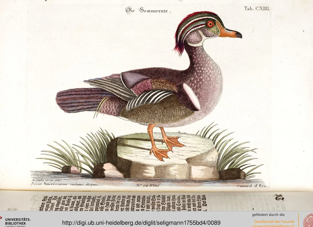 An illustration from (Band 4), 1755, leaf 89