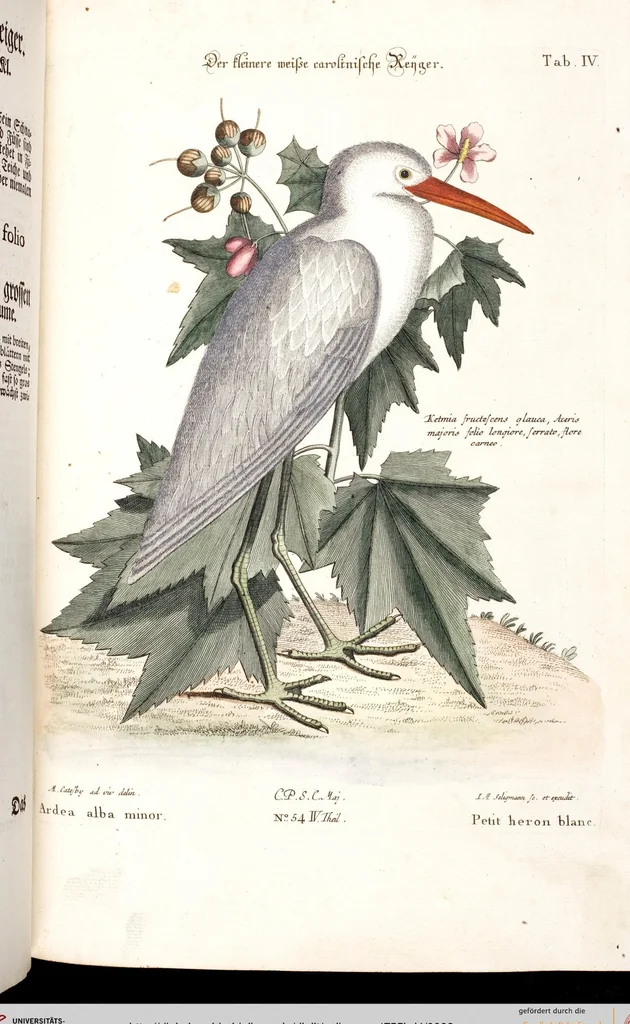 An illustration from (Band 4), 1755, leaf 9