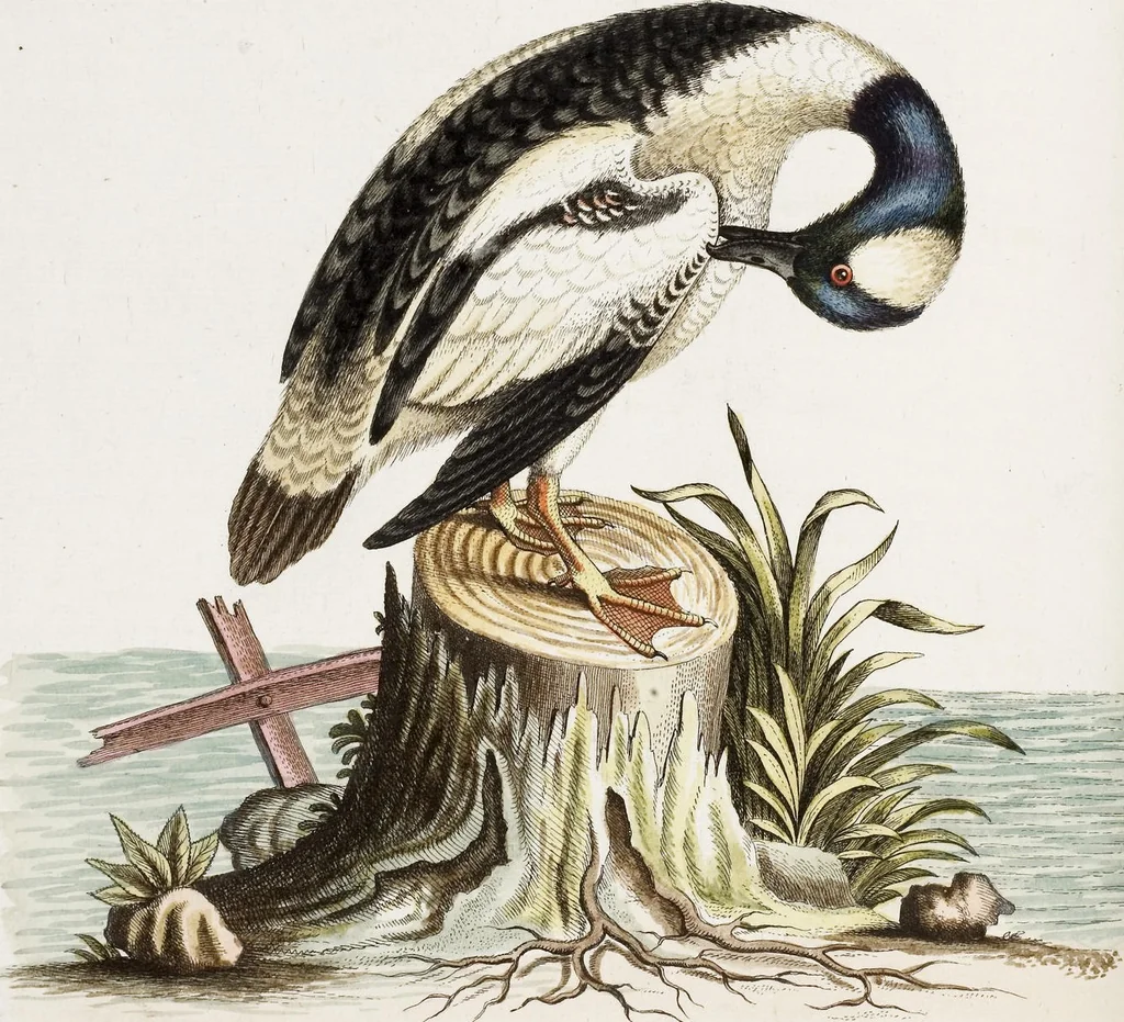 An illustration from (Band 4), 1755, leaf 90