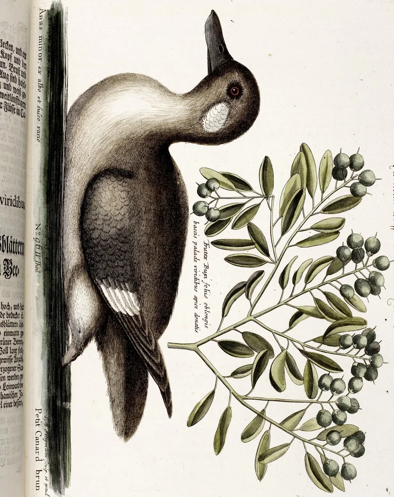 An illustration from (Band 4), 1755, leaf 93