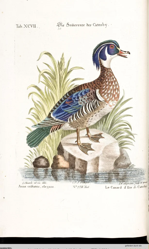 An illustration from (Band 4), 1755, leaf 94