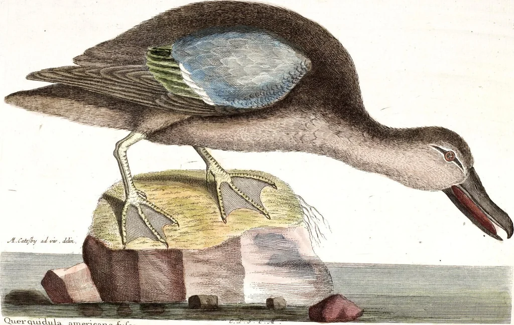 An illustration from (Band 4), 1755, leaf 97