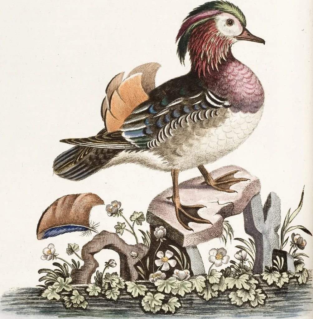 An illustration from (Band 4), 1755, leaf 98