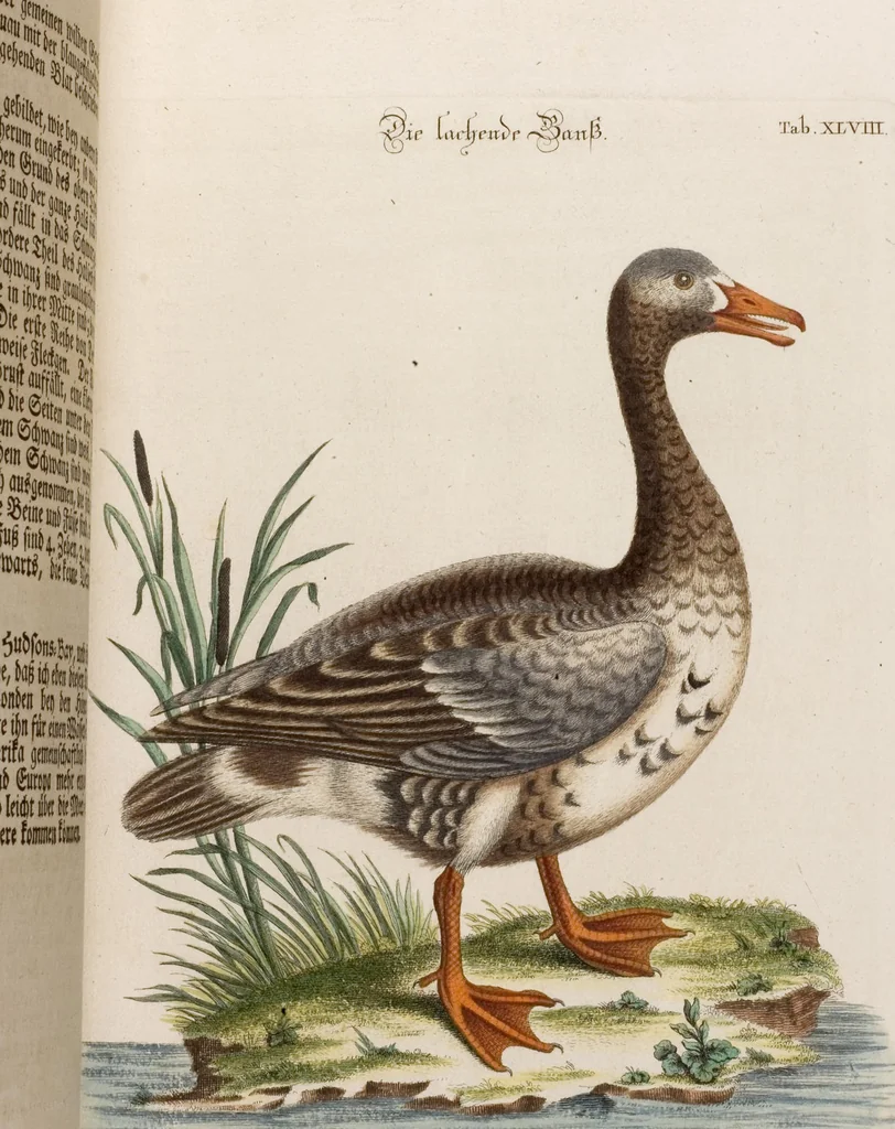 An illustration from (Band 5), 1759, leaf 100