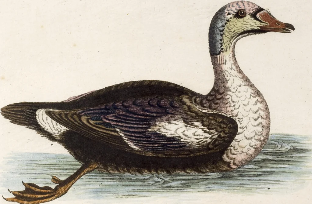 An illustration from (Band 5), 1759, leaf 101
