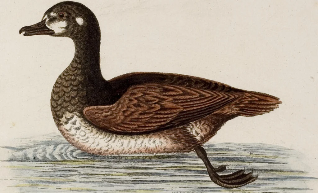 An illustration from (Band 5), 1759, leaf 108
