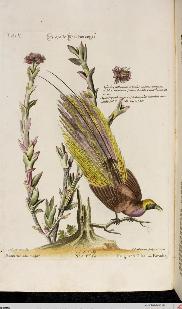 An illustration from (Band 5), 1759, leaf 13