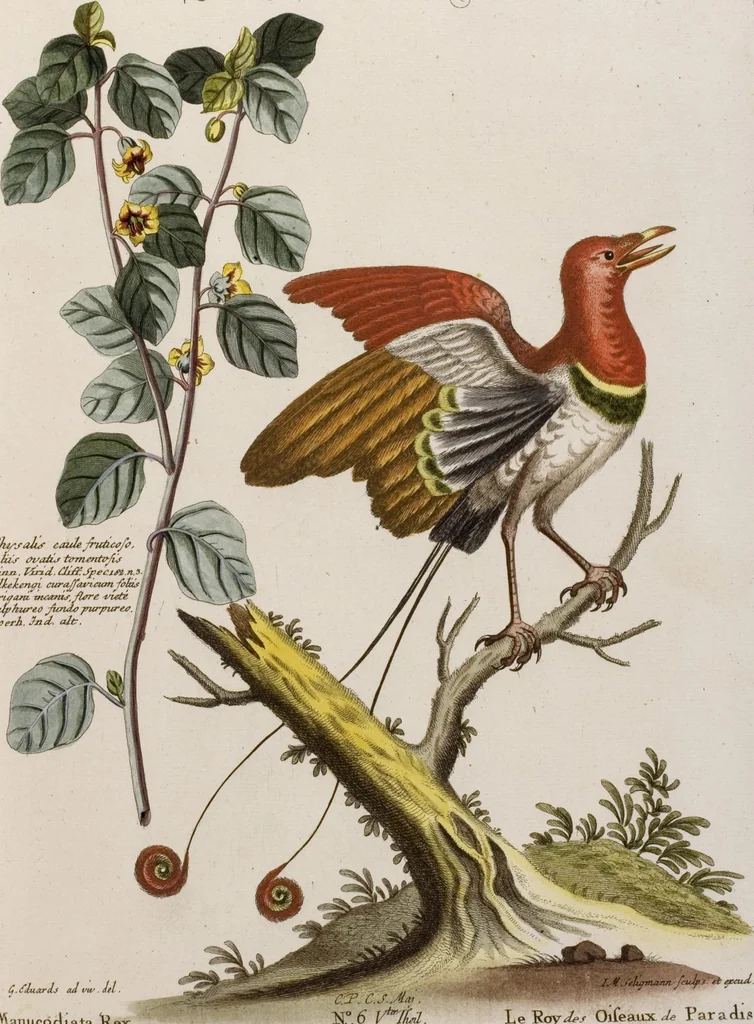 An illustration from (Band 5), 1759, leaf 16
