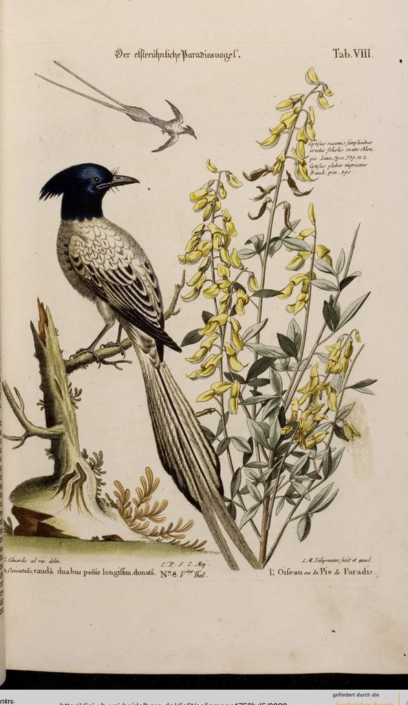 An illustration from (Band 5), 1759, leaf 20