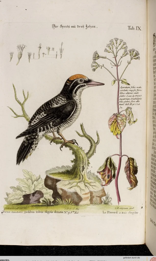 An illustration from (Band 5), 1759, leaf 21