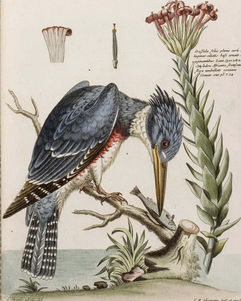 An illustration from (Band 5), 1759, leaf 24