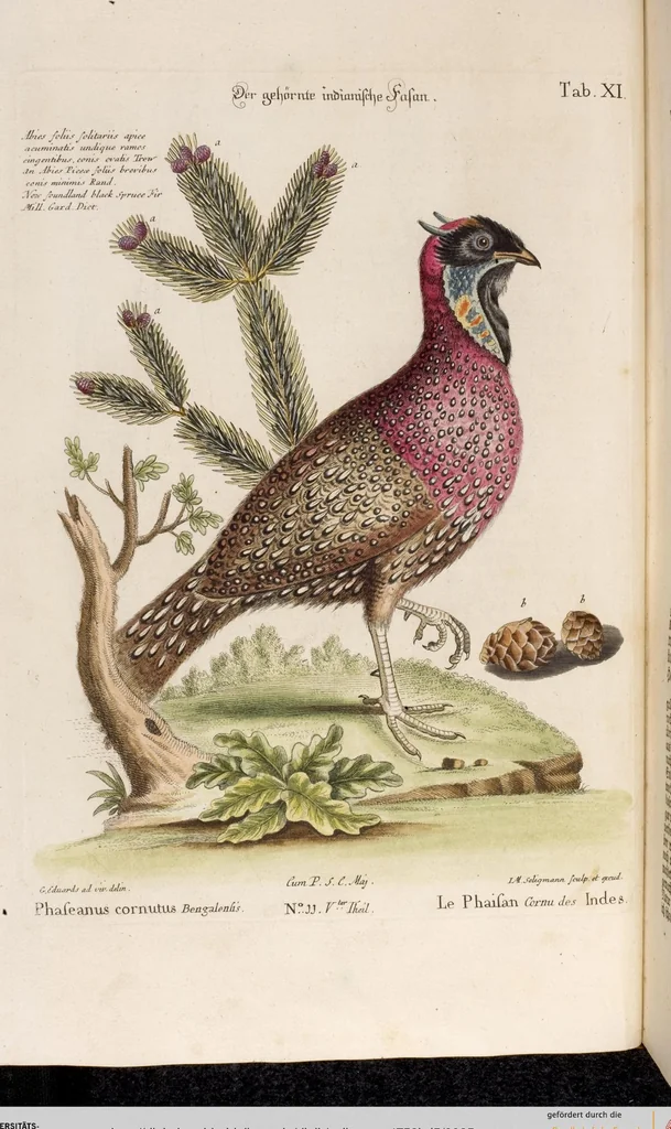 An illustration from (Band 5), 1759, leaf 25