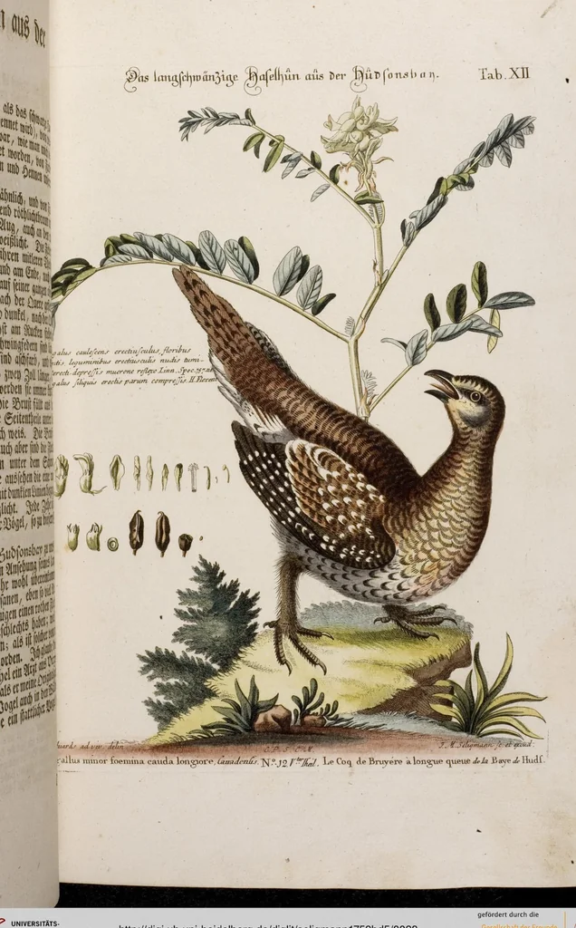 An illustration from (Band 5), 1759, leaf 28