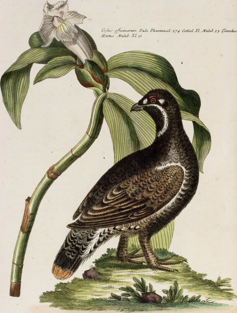 An illustration from (Band 5), 1759, leaf 29