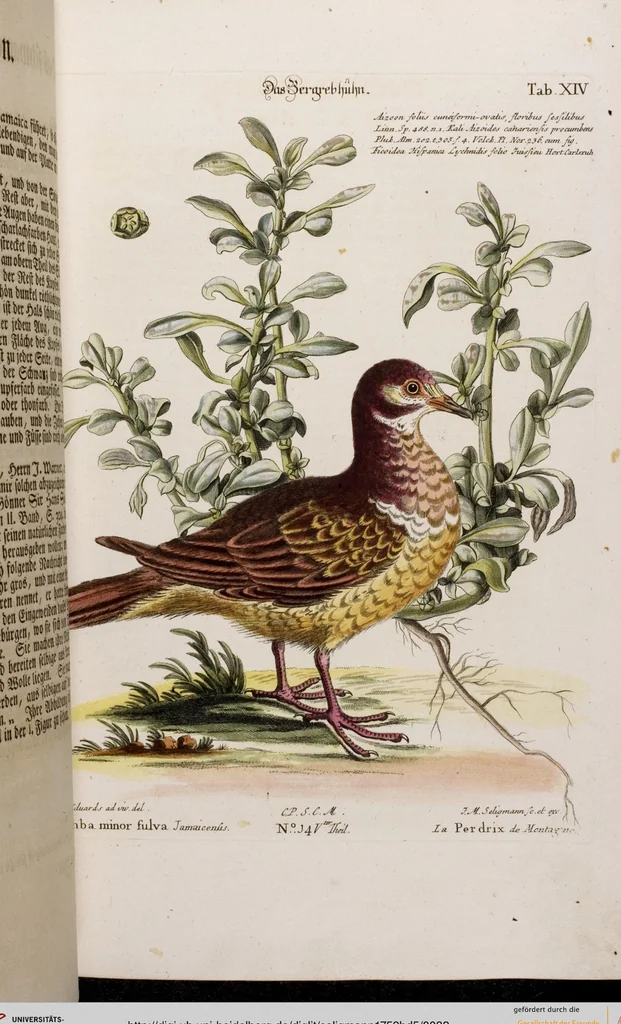 An illustration from (Band 5), 1759, leaf 32