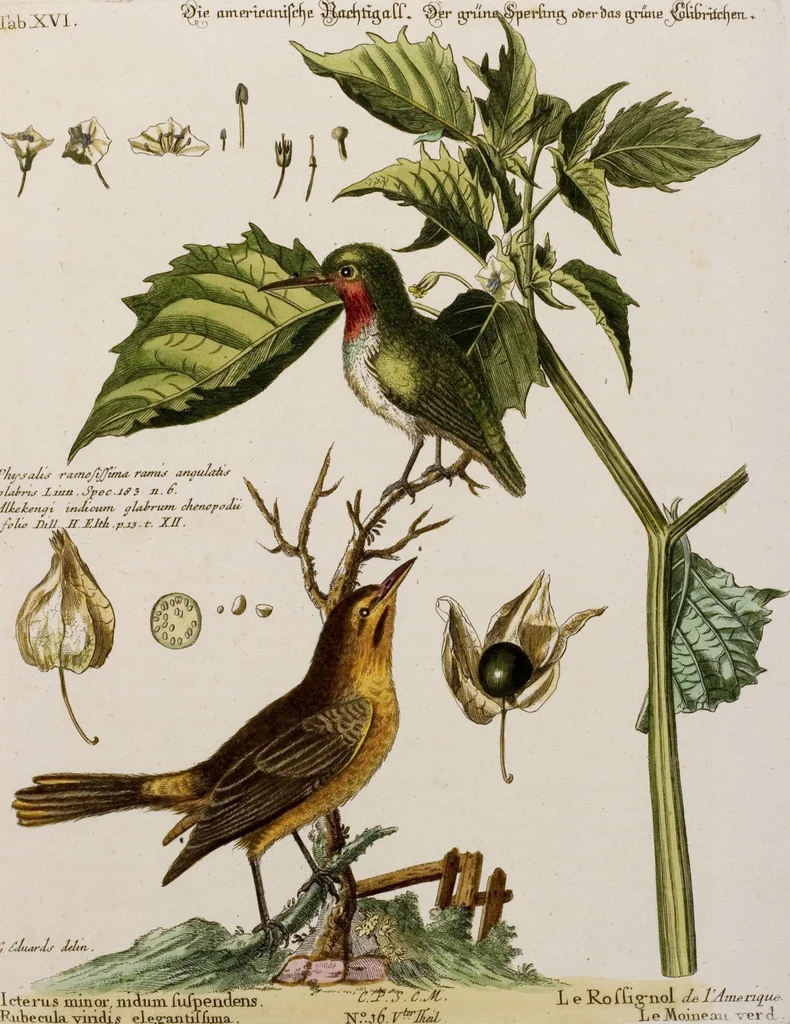 An illustration from (Band 5), 1759, leaf 36
