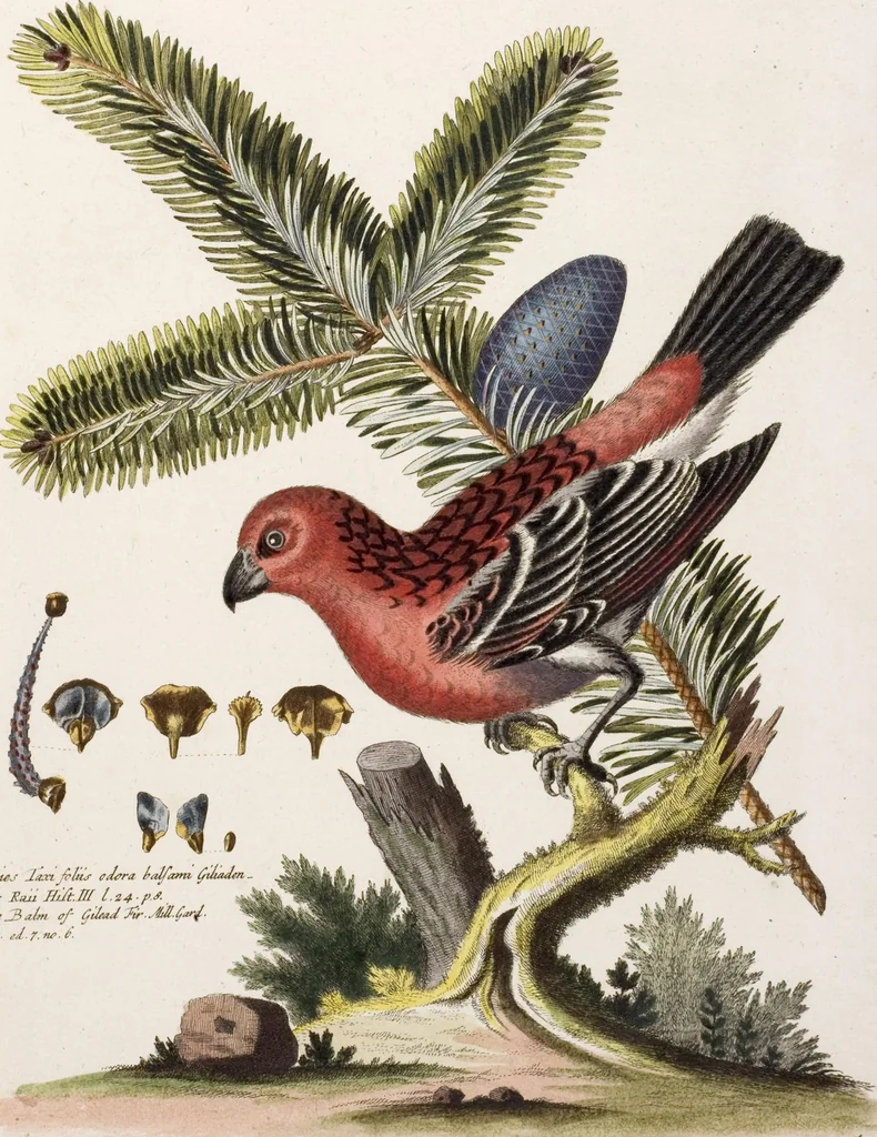 An illustration from (Band 5), 1759, leaf 40