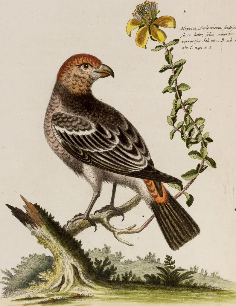 An illustration from (Band 5), 1759, leaf 41