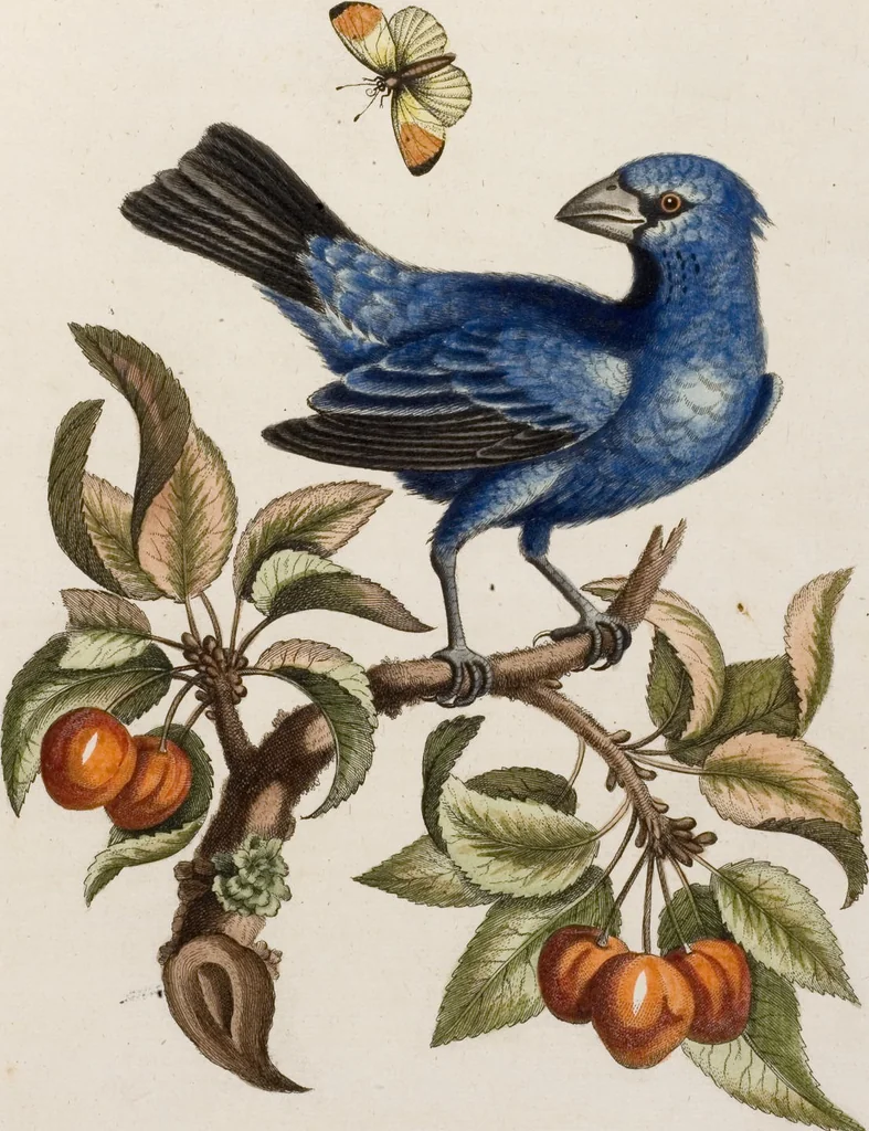 An illustration from (Band 5), 1759, leaf 44