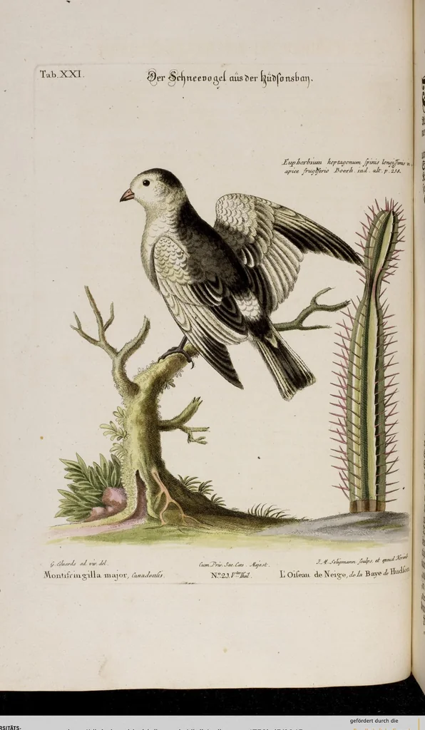 An illustration from (Band 5), 1759, leaf 45