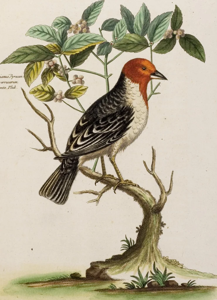 An illustration from (Band 5), 1759, leaf 48